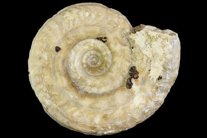 Fossil Ammonite (Hildoceras)- England #110801